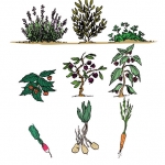 diversite-de-plantes-web